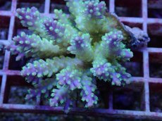 画像2: No.113 フィジー産 スゲミドリイシ (2)