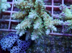 画像2: No.114 フィジー産 浅場ミドリイシ (2)