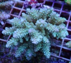 画像1: No.115 フィジー産 浅場ミドリイシ (1)