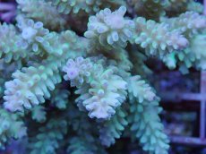 画像2: No.115 フィジー産 浅場ミドリイシ (2)