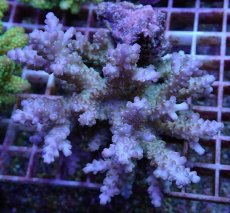 画像1: No.116 フィジー産 ロリペスミドリイシ (1)