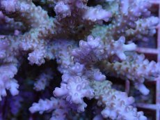 画像2: No.116 フィジー産 ロリペスミドリイシ (2)