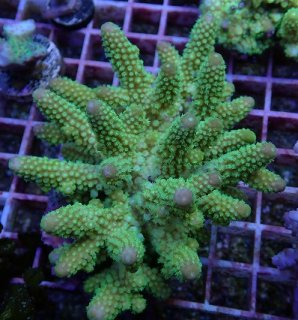 オオバナサンゴ　スーパーメタリックグリーンマルチ オオバナサンゴ スーパーメタリックグリーンマルチ