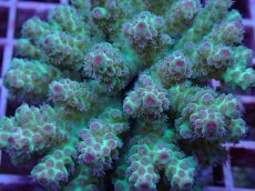 画像2: No.118 フィジー産 カドエダミドリイシ (2)