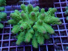 画像1: No.119 フィジー産 ツツユビミドリイシ (1)