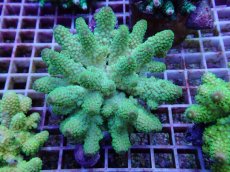 画像1: No.120 フィジー産 ツツユビミドリイシ (1)