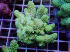 画像1: No.121 フィジー産 ツツユビミドリイシ (1)