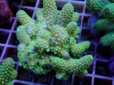 画像2: No.121 フィジー産 ツツユビミドリイシ (2)