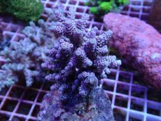 画像1: No.122 ウスエダミドリイシ　ピンク (1)