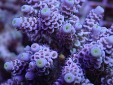 画像2: No.122 ウスエダミドリイシ　ピンク (2)