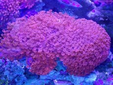 画像1: No.1 超巨大ハナガササンゴ　ブルーコア　レッド　BIGサイズ　　【迫力ある大きめサイズ！】 (1)