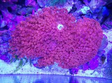 画像2: No.1 超巨大ハナガササンゴ　ブルーコア　レッド　BIGサイズ　　【迫力ある大きめサイズ！】 (2)