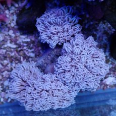 画像1: No.1 フィジー産 チガイウミアザミ パクパク (1)