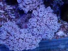 画像2: No.1 フィジー産 チガイウミアザミ パクパク (2)