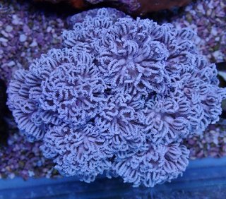 No.2 オーストラリア産 オオバナサンゴ レッドを買うならアクア