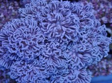 画像2: No.2 フィジー産 チガイウミアザミ パクパク (2)