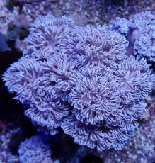 画像1: No.3 フィジー産 チガイウミアザミ パクパク (1)