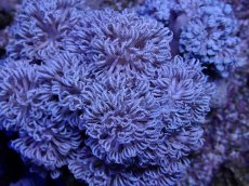 画像2: No.3 フィジー産 チガイウミアザミ パクパク (2)