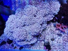 画像1: No.4 フィジー産 チガイウミアザミ パクパク (1)