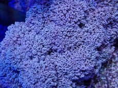 画像2: No.4 フィジー産 チガイウミアザミ パクパク (2)