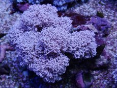 画像1: No.5 フィジー産 チガイウミアザミ パクパク (1)