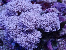 画像2: No.5 フィジー産 チガイウミアザミ パクパク (2)