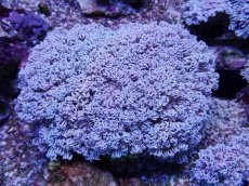 画像1: No.6 フィジー産 チガイウミアザミ パクパク (1)