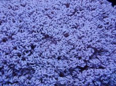 画像2: No.6 フィジー産 チガイウミアザミ パクパク (2)