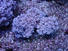 画像1: No.7 フィジー産 チガイウミアザミ パクパク (1)