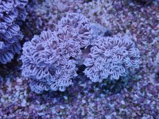 画像2: No.7 フィジー産 チガイウミアザミ パクパク (2)