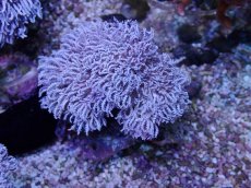 画像1: No.8 フィジー産 チガイウミアザミ パクパク (1)