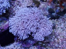 画像2: No.8 フィジー産 チガイウミアザミ パクパク (2)