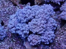 画像1: No.9 フィジー産 チガイウミアザミ パクパク (1)