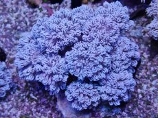 画像2: No.9 フィジー産 チガイウミアザミ パクパク (2)