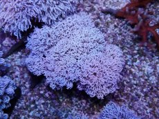 画像1: No.10 フィジー産 チガイウミアザミ パクパク (1)