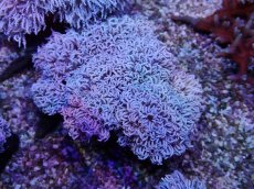 画像2: No.10 フィジー産 チガイウミアザミ パクパク (2)