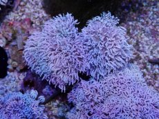 画像1: No.11 フィジー産 チガイウミアザミ パクパク (1)