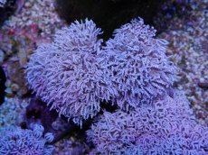 画像2: No.11 フィジー産 チガイウミアザミ パクパク (2)