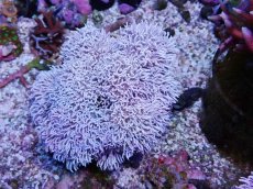 画像1: No.12 フィジー産 チガイウミアザミ パクパク (1)