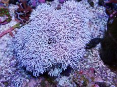 画像2: No.12 フィジー産 チガイウミアザミ パクパク (2)