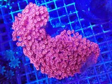 画像1: No.1 ハナガササンゴ　メタリックレッド (1)