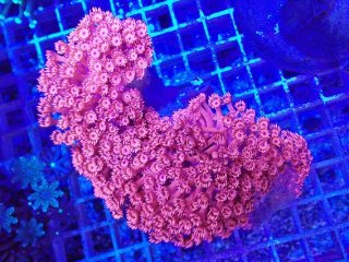 No.1 ゴールドトーチ 24Kを買うならアクアスタイルユー 大阪のサンゴ