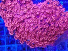 画像2: No.1 ハナガササンゴ　メタリックレッド (2)