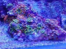 画像1: No.1 フィジー産 マメスナギンチャク　マルチカラー (1)