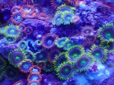 画像2: No.1 フィジー産 マメスナギンチャク　マルチカラー (2)