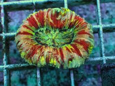 画像1: No.84 オオバナサンゴ　ピンクマルチ　　【毎度大人気のミニサイズ！】 (1)