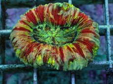 画像2: No.84 オオバナサンゴ　ピンクマルチ　　【毎度大人気のミニサイズ！】 (2)