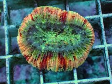 画像1: No.85 オオバナサンゴ　ピンクマルチ　　【毎度大人気のミニサイズ！】 (1)