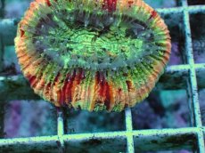 画像2: No.85 オオバナサンゴ　ピンクマルチ　　【毎度大人気のミニサイズ！】 (2)