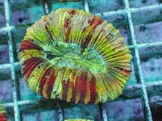 画像1: No.86 オオバナサンゴ　ピンクマルチ　　【毎度大人気のミニサイズ！】 (1)